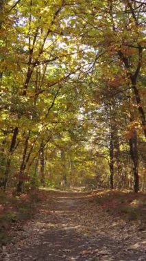 Bir sonbahar gününde bir ormanın dikey videosu