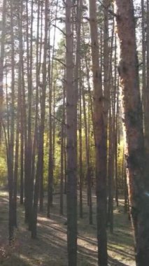 Bir sonbahar gününde bir ormanın dikey videosu