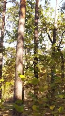 Bir sonbahar gününde bir ormanın dikey videosu