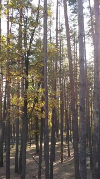 Вертикальне відео осінній ліс з деревами вдень, повільний рух — стокове відео