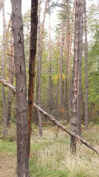 Pystysuora video syksyn metsä puita päivällä, hidastettuna — kuvapankkivideo