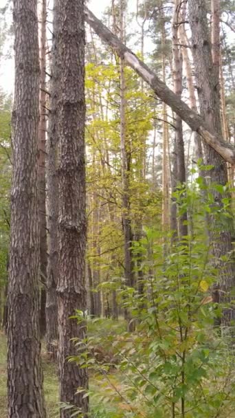 Vertikální video podzimní les se stromy ve dne, zpomalení — Stock video