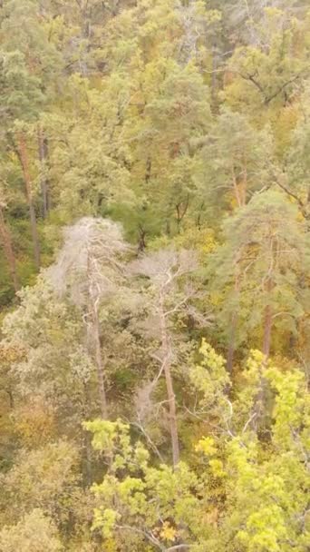 Pystysuora video metsästä syksyllä — kuvapankkivideo
