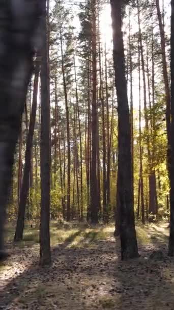 Vertikales Video eines Waldes an einem Herbsttag — Stockvideo