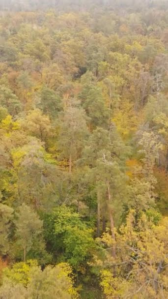 Κάθετη βίντεο ενός δάσους σε μια ημέρα του φθινοπώρου — Αρχείο Βίντεο