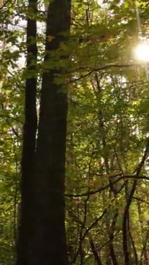 Bir sonbahar gününde bir ormanın dikey videosu