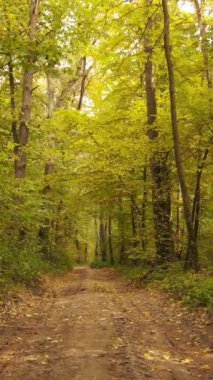 Bir sonbahar gününde bir ormanın dikey videosu