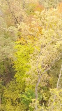 Bir sonbahar gününde bir ormanın dikey videosu