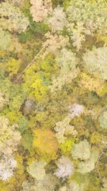 Bir sonbahar gününde bir ormanın dikey videosu