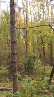 Bir sonbahar gününde bir ormanın dikey videosu