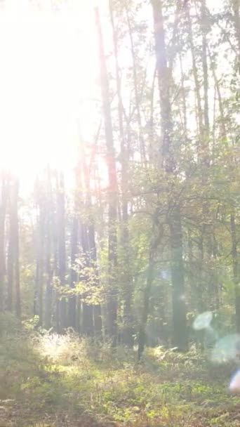 Video verticale di una foresta in una giornata autunnale — Video Stock