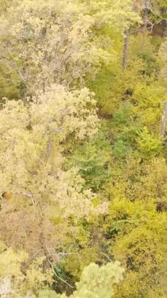 Κάθετη βίντεο ενός δάσους σε μια ημέρα του φθινοπώρου — Αρχείο Βίντεο