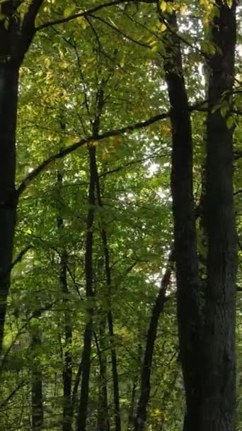 Vídeo vertical de uma floresta em um dia de outono — Vídeo de Stock