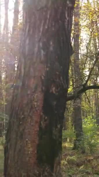 Vertikales Video eines Waldes an einem Herbsttag — Stockvideo