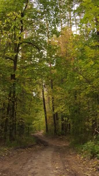 Vídeo vertical de un bosque en un día de otoño — Vídeo de stock