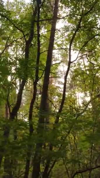 Video verticale di una foresta in una giornata autunnale — Video Stock