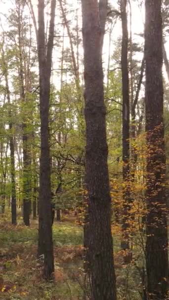 Vertikal video av en skog under en höstdag — Stockvideo