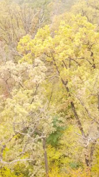 가을에 숲을 촬영 한 수직 영상 — 비디오