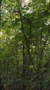 Bir sonbahar gününde bir ormanın dikey videosu