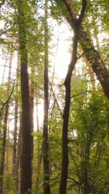 Bir sonbahar gününde bir ormanın dikey videosu