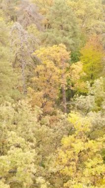 Bir sonbahar gününde bir ormanın dikey videosu