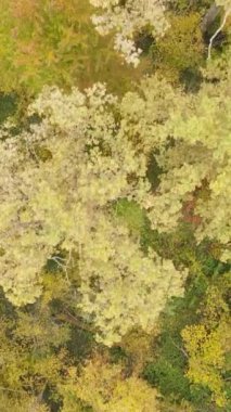 Bir sonbahar gününde bir ormanın dikey videosu