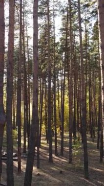 Bir sonbahar gününde bir ormanın dikey videosu