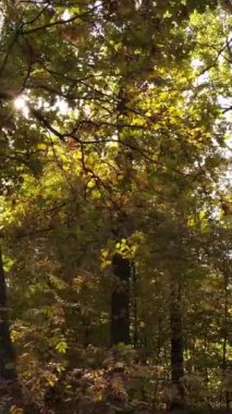 Bir sonbahar gününde bir ormanın dikey videosu