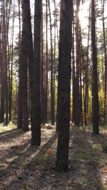 Pystysuora video metsästä syksyllä — kuvapankkivideo