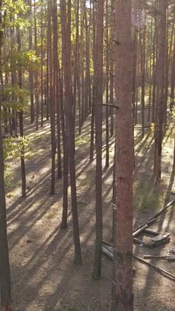 Vertikal video av en skog under en höstdag — Stockvideo