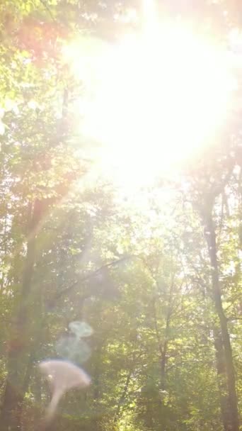 Vertical video of a forest in an autumn day — Stock Video