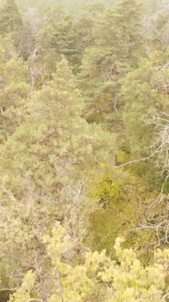 Verticale video van een bos in een herfstdag — Stockvideo