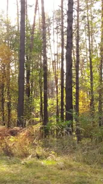 Vertikal video av en skog under en höstdag — Stockvideo