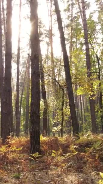 가을에 숲을 촬영 한 수직 영상 — 비디오