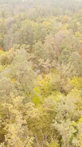 Video verticale di una foresta in una giornata autunnale — Video Stock