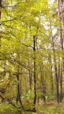 Bir sonbahar gününde bir ormanın dikey videosu