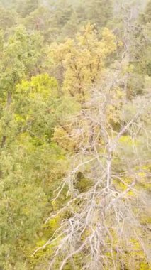 Sonbaharda ormandaki ağaçların dikey videosu