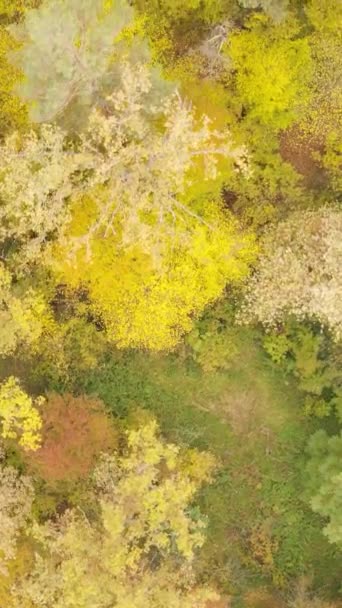 Vertikales Video eines Waldes an einem Herbsttag — Stockvideo