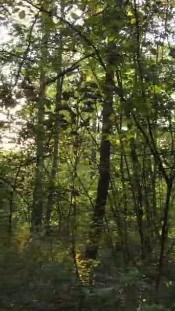 Vertikální video lesa v podzimním dni — Stock video