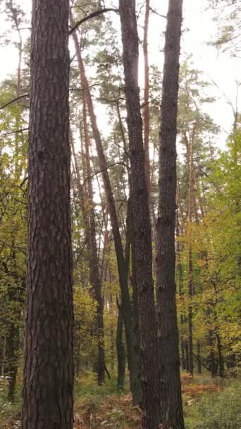 Вертикальное видео леса в осенний день — стоковое видео