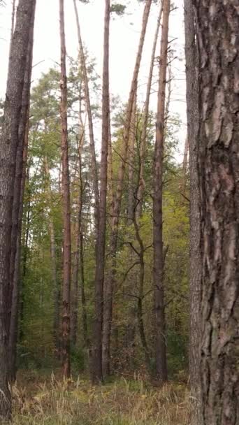 Video verticale di una foresta in una giornata autunnale — Video Stock