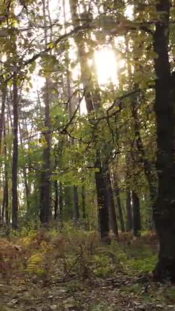 Vertikal video av en skog under en höstdag — Stockvideo