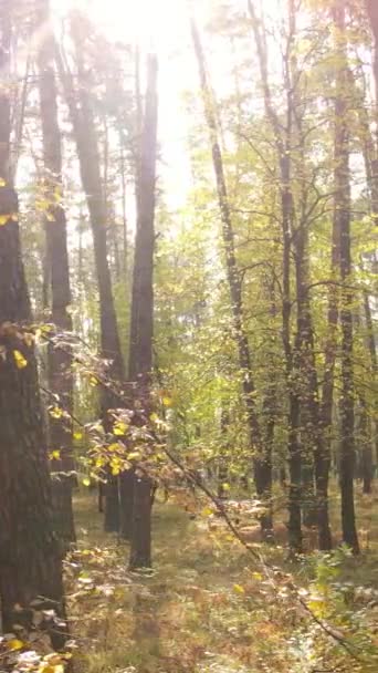 Vertikales Video eines Waldes an einem Herbsttag — Stockvideo