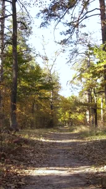 Vidéo verticale d'une forêt dans un jour d'automne — Video