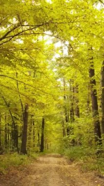 Sonbaharda ormandaki ağaçların dikey videosu