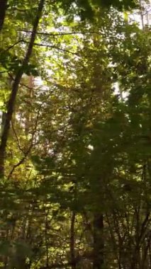 Sonbaharda ormandaki ağaçların dikey videosu