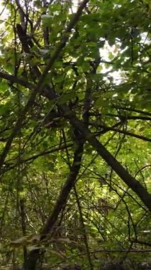 Sonbaharda ormandaki ağaçların dikey videosu