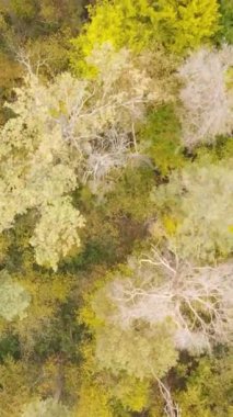 Sonbaharda ormandaki ağaçların dikey videosu