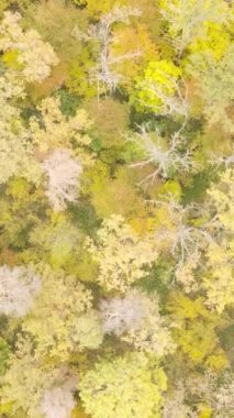 Sonbaharda ormandaki ağaçların dikey videosu