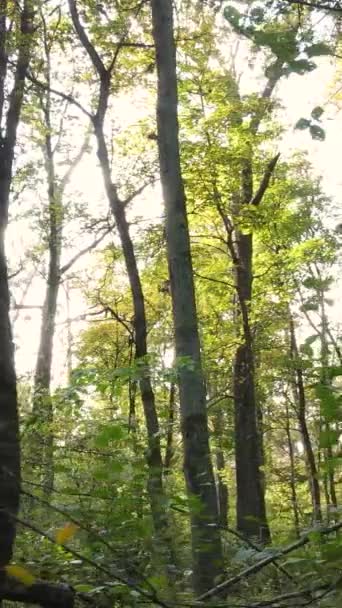Vídeo vertical de árboles en el bosque en otoño — Vídeo de stock